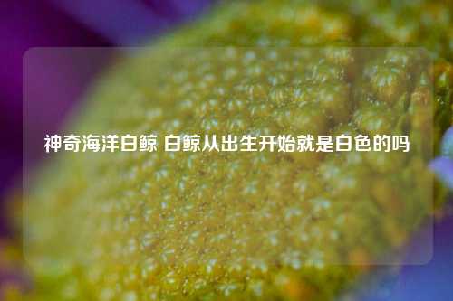 神奇海洋白鲸 白鲸从出生开始就是白色的吗